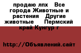 продаю лпх - Все города Животные и растения » Другие животные   . Пермский край,Кунгур г.